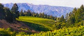 Napa Valley, California